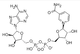 -Nikotinamid-adenin-dinukleotid CAS-szám:53-84-9